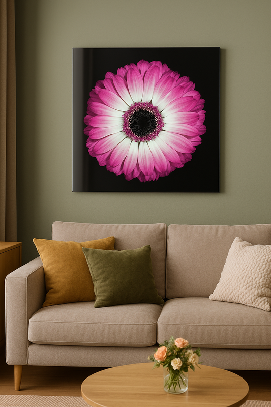 Gerbera Blush