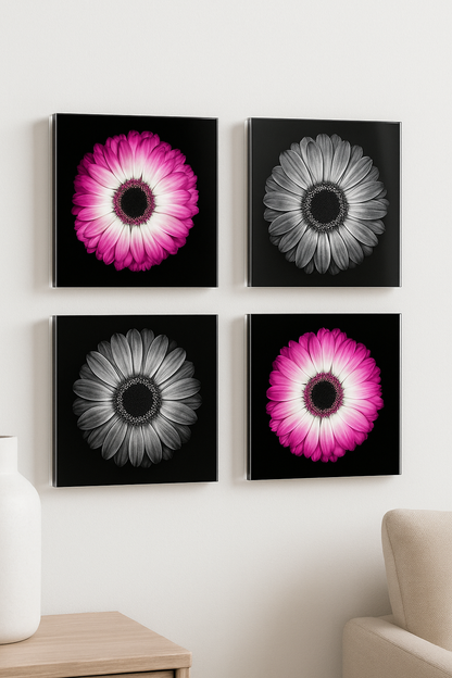 Gerbera Blush