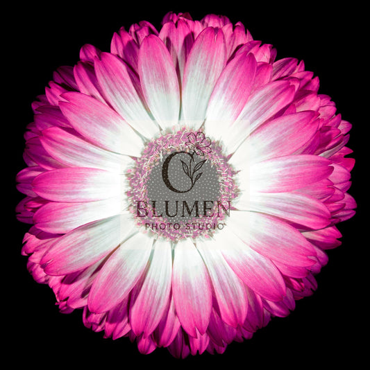 Gerbera Blush