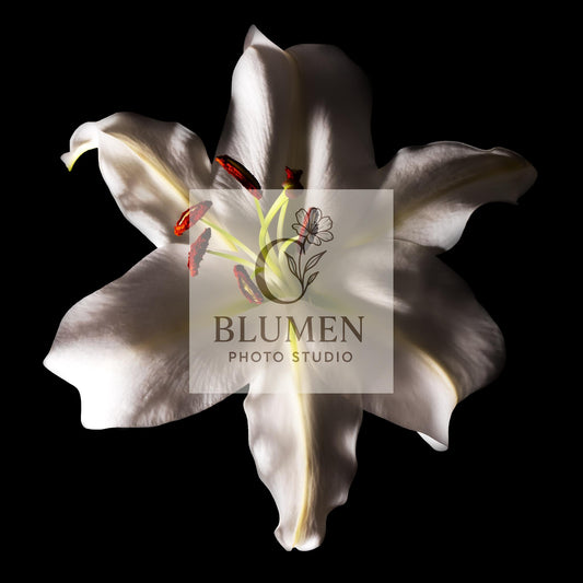 White Lily