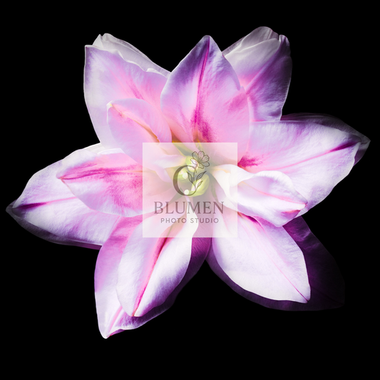 Pink lily