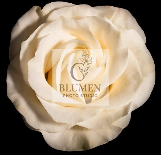 Cream Rose